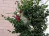 dsc00248_small.jpg